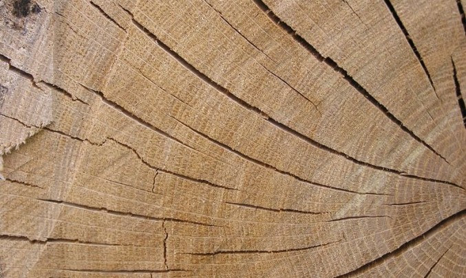 dřevo, strom,poleno, letokruhy