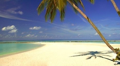 cestování, léto, dovolená, moře, pláž, koupání, písek, palma, exotika
