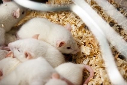 Bílé laboratorní myši
