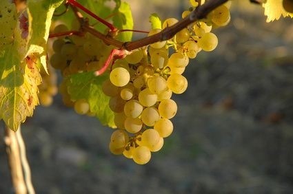 vino_hroznen