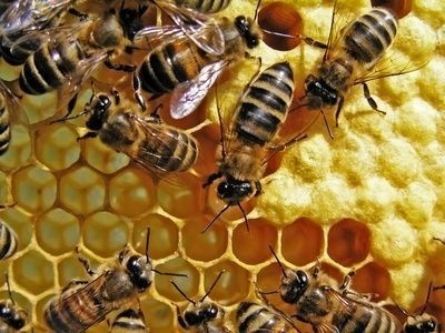 Včelí úl