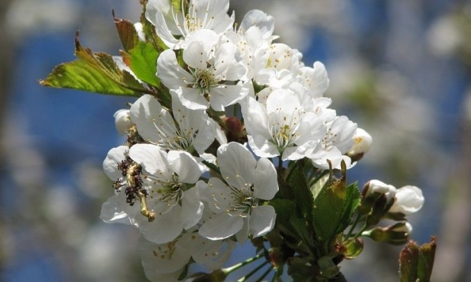 květy, strom, jaro, příroda
