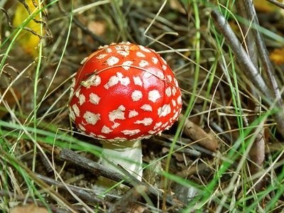 Muchomůrka červená