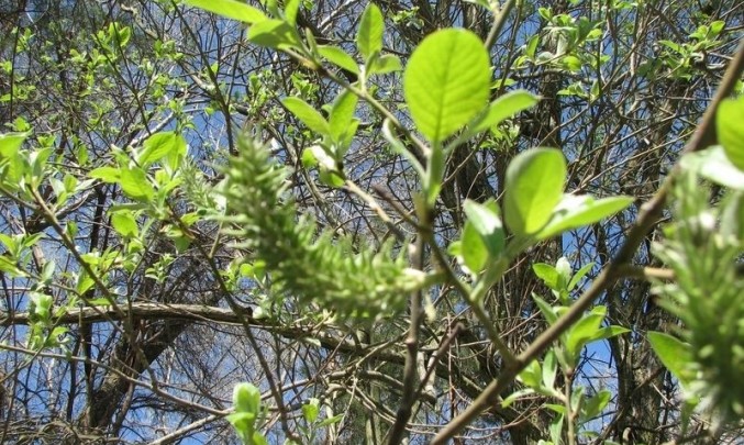strom, jaro, alergie, pyl