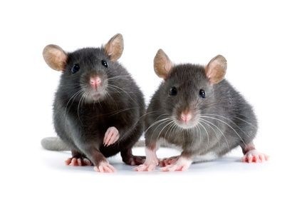 dvě krysy