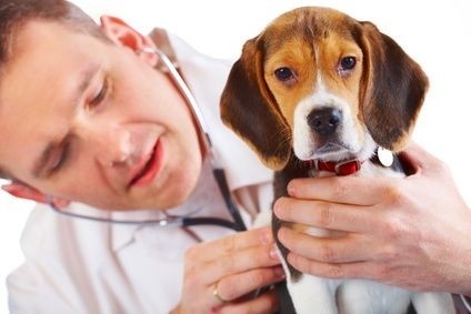 Veterinář a pes