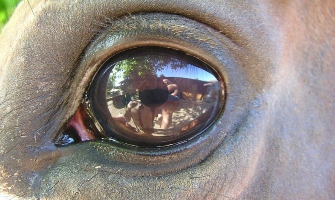 koňské oko