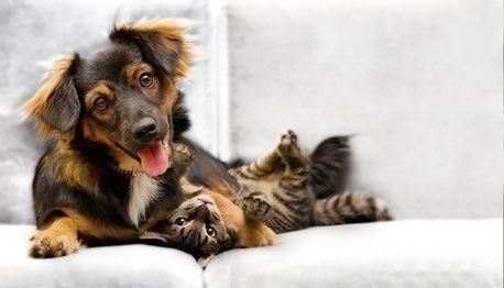 pes s kočkou na gauči