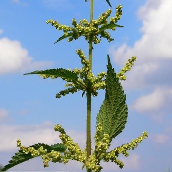 Kopřiva dvoudomá <br><i>(Urtica dioica)</i>