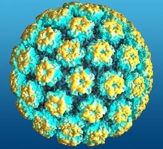 papalomavirus,HPV,rakovina,děložní čípek