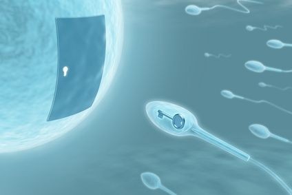 Spermie v akci