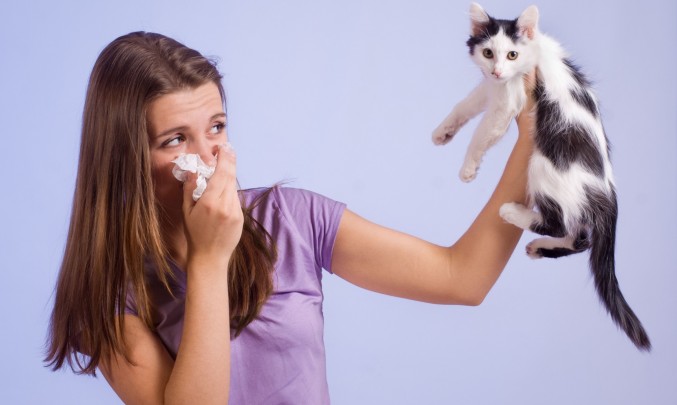 alergie na kočičí srst