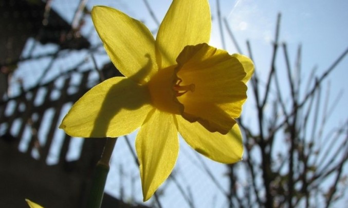 žlutá,květina, petrklíč, žlutá, alergie, alergen,jaro, flora