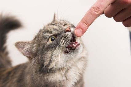 kočka líže prst