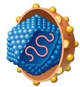 Virus hepatitidy C