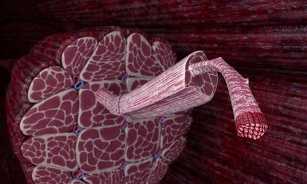 Anatomie svalu