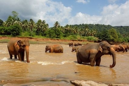 sri lanka, sloni, asie