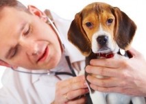 Veterinář,pes,zvěrolékař,zvíře
