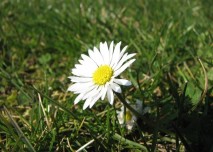 bílá,květina,alergie, pyl, květ, příroda, flora, tráva, louka