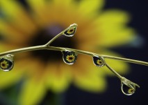 homeopatie_detox