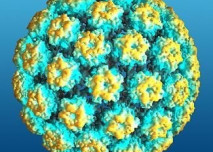 papalomavirus,HPV,rakovina,děložní čípek