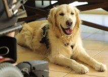 dog1_pes