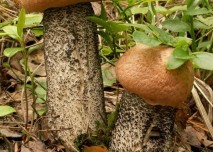 kozák, houby, velikost penisu, podzim, příroda