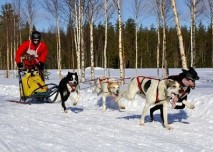 Pes,zima,mushing,sáně,zážitek,dovolená,lyže