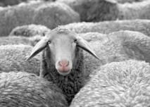 Ovce,počítání oveček