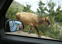 kráva, auto